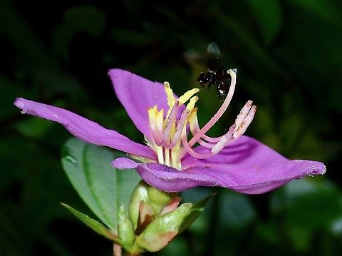 Flower - Melastoma malabathricum  Borneo,Brunei,Flower,Malabar melastome,Melastoma malabathricum,Plant