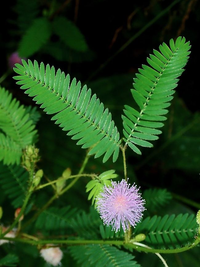 Shy Plant - Mimosa pudica  Borneo,Brunei,Flower,Mimosa pudica,Plant,mimosa pudica