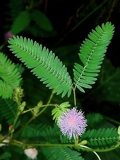 Shy Plant - Mimosa pudica  Borneo,Brunei,Flower,Mimosa pudica,Plant,mimosa pudica