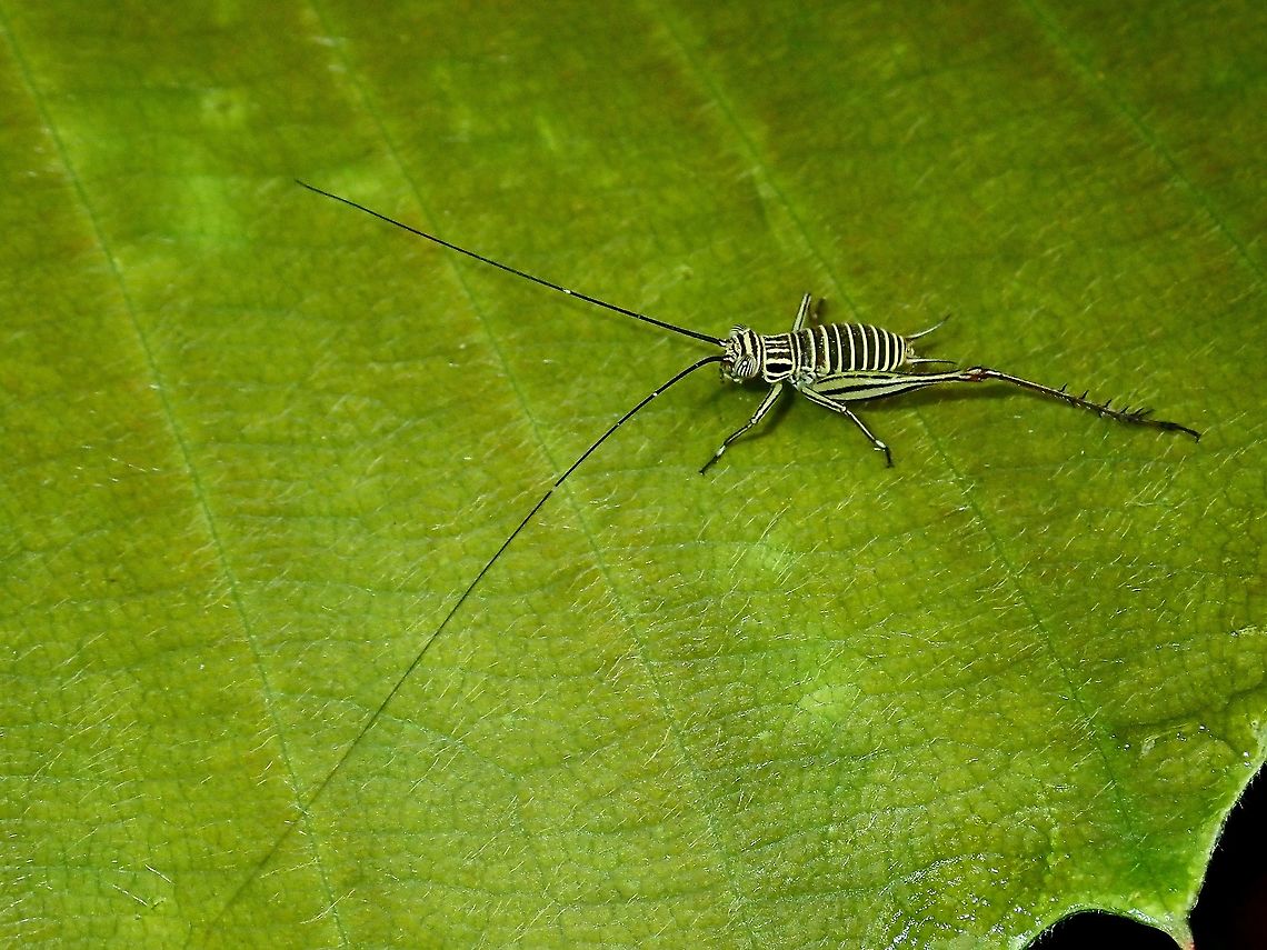 Common Bush Cricket - Nisitrus vittatus Nymph of Common Bush Cricket has yellow bands on its black body, giving it the &#039;zebra&#039; look.<br />
<br />
 Borneo,Brunei,Common Bush Cricket,Day Cricket,Nisitrus,Nisitrus sp,Nisitrus vittatus