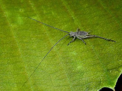 Common Bush Cricket - Nisitrus vittatus Nymph of Common Bush Cricket has yellow bands on its black body, giving it the 'zebra' look.

 Borneo,Brunei,Common Bush Cricket,Day Cricket,Nisitrus,Nisitrus sp,Nisitrus vittatus