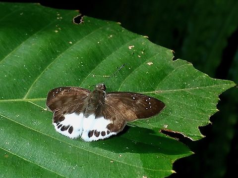 Ultra Snow Flat - Tagiades ultra  Borneo,Brunei,Butterfly,Snow Flat,Tagiades ultra,Ultra Snow Flat