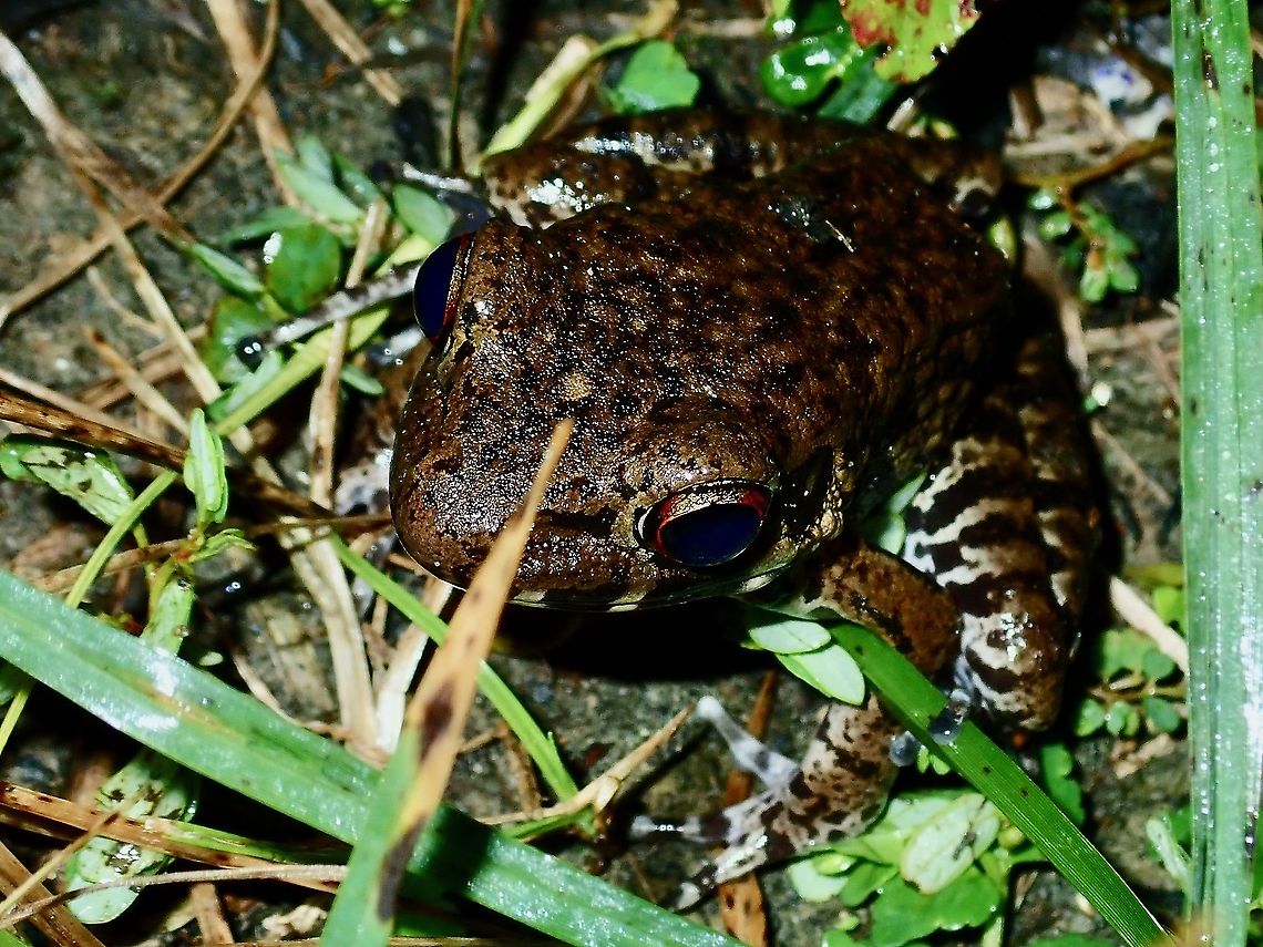 Rough-Sided Frog - Pulchrana glandulosa  Borneo,Brunei,Frog,Pulchrana glandulosa,Rough-sided Frog