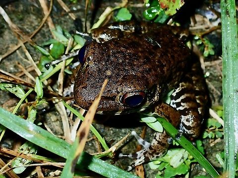Rough-Sided Frog - Pulchrana glandulosa  Borneo,Brunei,Frog,Pulchrana glandulosa,Rough-sided Frog