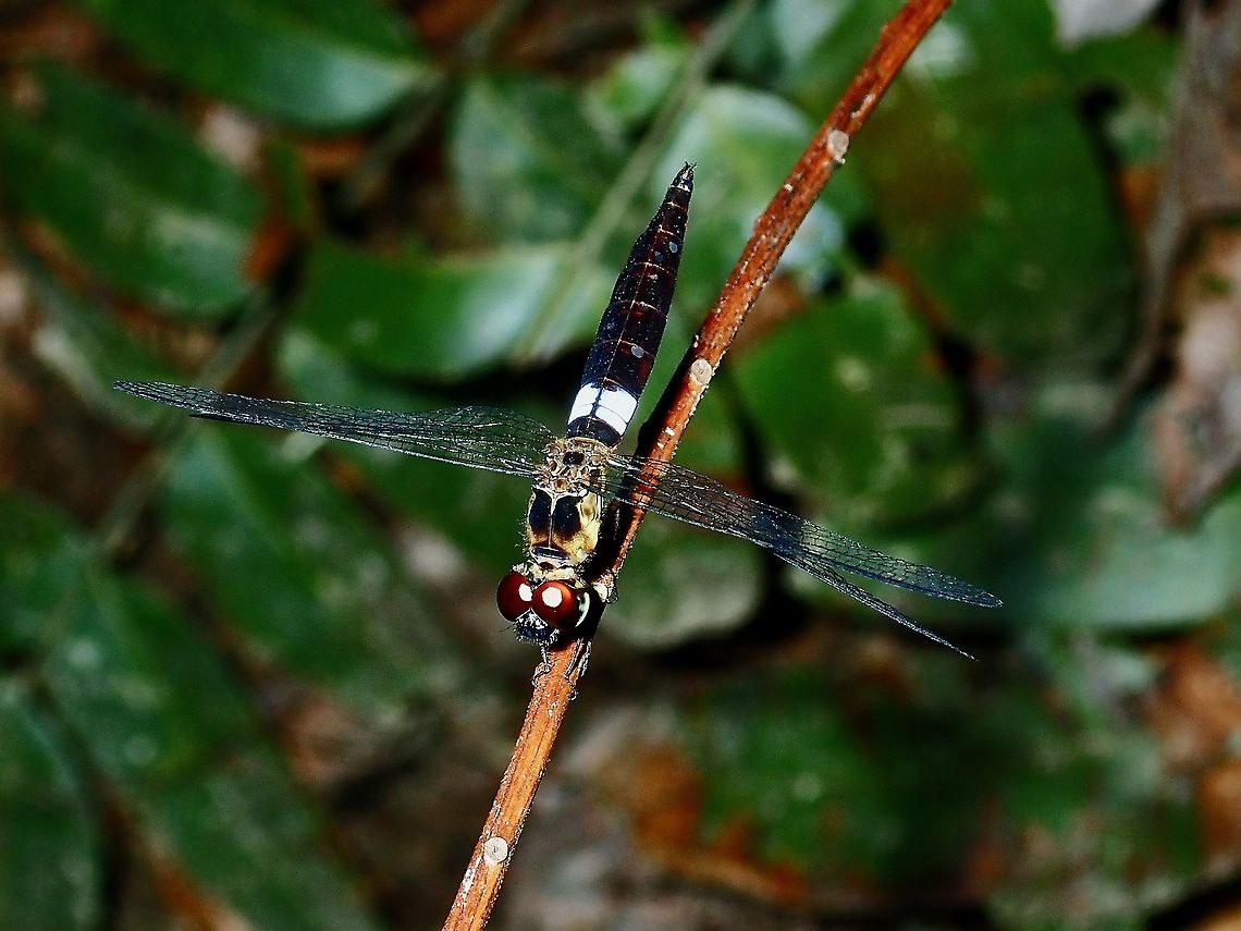 Blue Sentinel - Orchithemis pruinans  Blue Sentinel,Borneo,Brunei,Dragonfly,Orchithemis pruinans