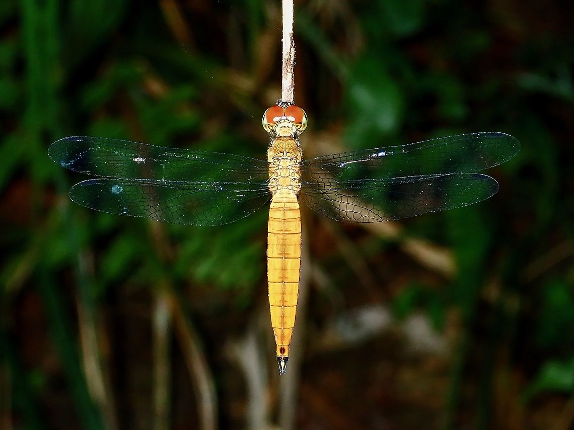 Dragonfly - Orchithemis xanthosoma  Borneo,Brunei,Dragonfly,Orchithemis xanthosoma