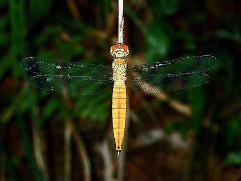 Orchithemis xanthosoma