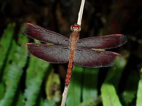 Red Grasshawk - Neurothemis fluctuans  Borneo,Brunei,Dragonfly,Neurothemis fluctuans,Red Grasshawk