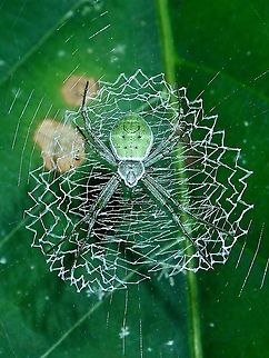 Green Zig Zag Spider -Argiope chloreis  Argiope chloreis,Borneo,Brunei,Green Zig Zag Spider,Spider,St Andrew Spider