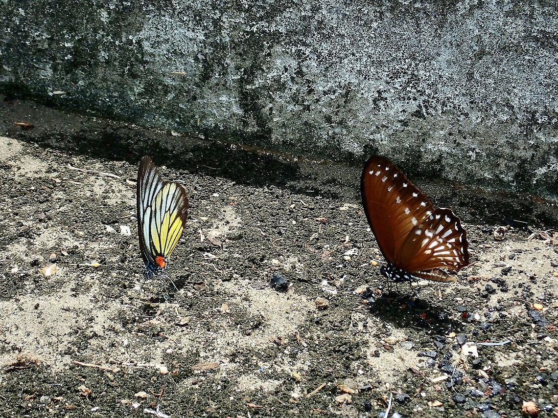 Redspot Sawtooth - Prioneris philonome 2 Butterlies in the picture, the one on the left is Redspot Sawtooth - Prioneris philonome. Borneo,Brunei,Butterfly,Prioneris philonome,Redspot Sawtooth