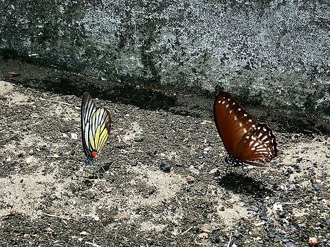 Redspot Sawtooth - Prioneris philonome 2 Butterlies in the picture, the one on the left is Redspot Sawtooth - Prioneris philonome. Borneo,Brunei,Butterfly,Prioneris philonome,Redspot Sawtooth
