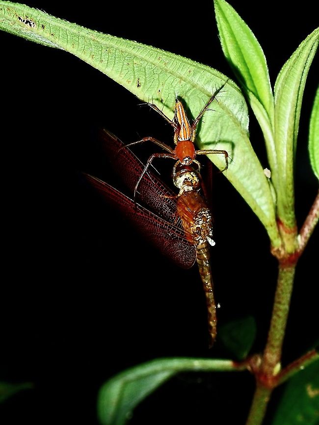 Dragonfly as Meal Lynx Spider - Oxyopes sp having a Dragonfly for a meal. Borneo,Brunei,Lynx Spider,Oxyopes,Oxyopes sp,Spider