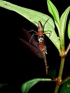 Dragonfly as Meal Lynx Spider - Oxyopes sp having a Dragonfly for a meal. Borneo,Brunei,Lynx Spider,Oxyopes,Oxyopes sp,Spider