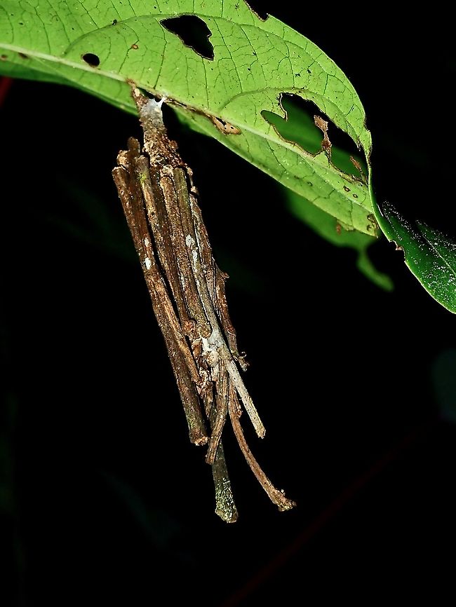 Bagworm/Psychidae  Bagworm,Borneo,Brunei,Moth,Psychidae
