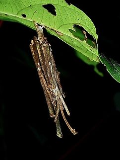 Bagworm/Psychidae  Bagworm,Borneo,Brunei,Moth,Psychidae