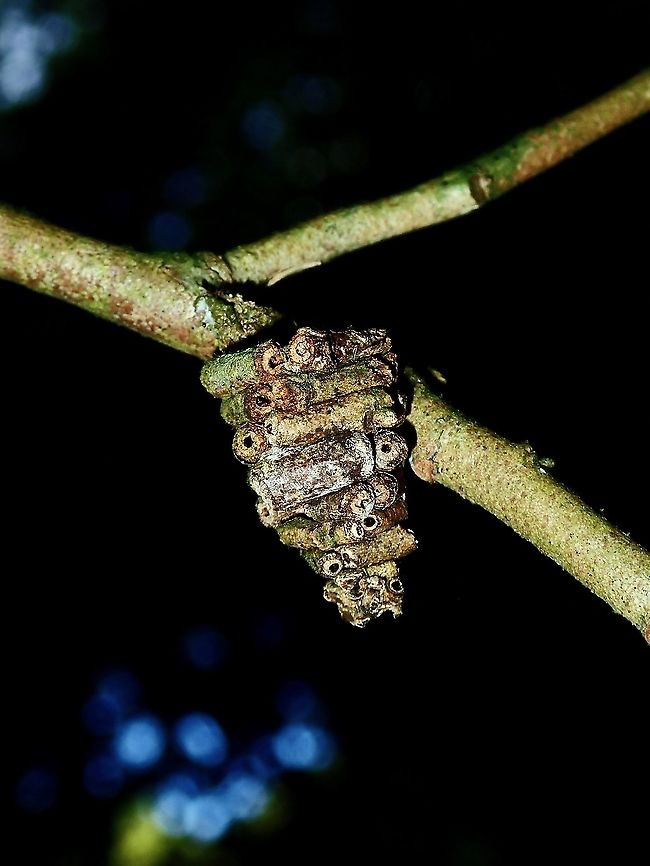 Bagworm/Psychidae  Bagworm,Borneo,Brunei,Moth,Psychidae