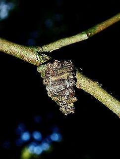 Bagworm/Psychidae  Bagworm,Borneo,Brunei,Moth,Psychidae