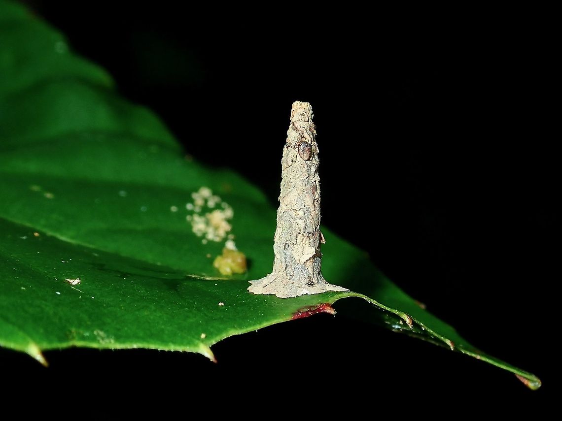 Bagworm/Psychidae  Bagworm,Borneo,Brunei,Moth,Psychidae