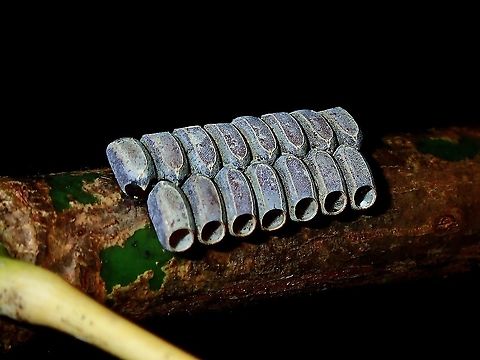 Hatched Eggs of Phasmid Hatched eggs of Phasmid from the genus Marmessoidea, they usually lays in cluster, glued on leaf or branches. Borneo,Brunei,Eggs,Marmessoidea,Marmessoidea sp,Phasmatodea,Phasmid,Stick Insect