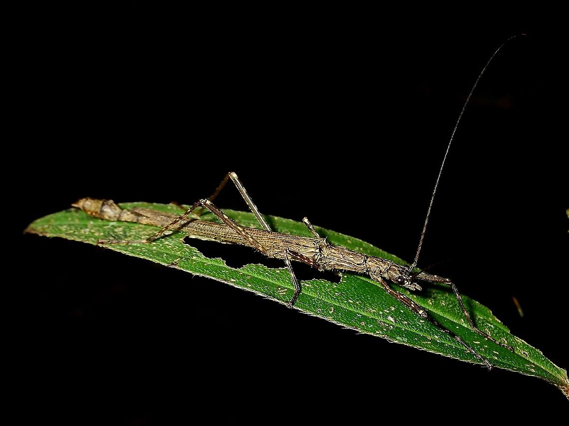 Phasmid/Stick Insect Male Phasmid/Stick Insect from the family of Aschiphasmatidae Aschiphasmatidae,Borneo,Brunei,Phasmatodea,Phasmid,Stick Insect