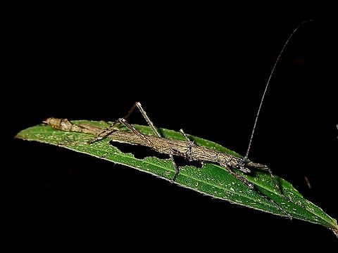 Phasmid/Stick Insect Male Phasmid/Stick Insect from the family of Aschiphasmatidae Aschiphasmatidae,Borneo,Brunei,Phasmatodea,Phasmid,Stick Insect