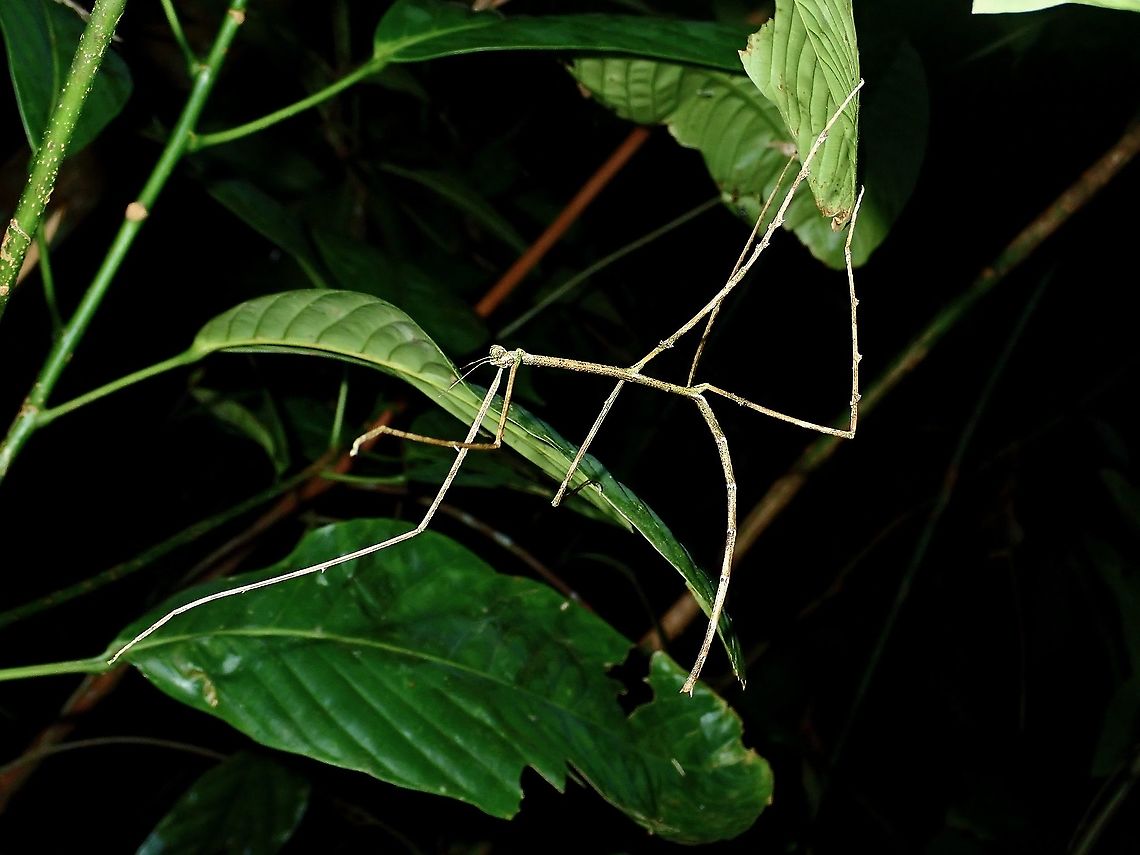 Phasmid/Stick Insect - Phobaeticus sp Although this was a large sized individual, it is still not adult yet as typical of phasmids from the genus Phobaeticus, the females can be up to 30 - 40 cm in length, inclusive of their long legs. Borneo,Brunei,Phasmatodea,Phasmid,Phobaeticus,Phobaeticus sp,Stick Insect
