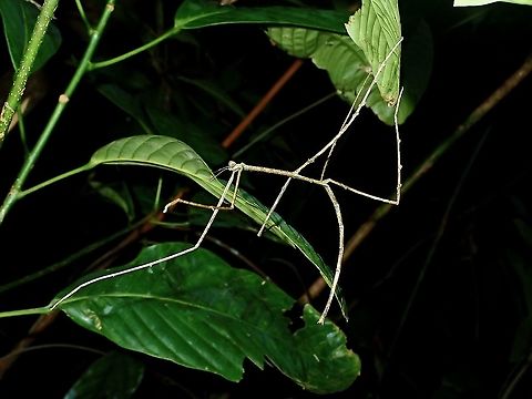 Phasmid/Stick Insect - Phobaeticus sp Although this was a large sized individual, it is still not adult yet as typical of phasmids from the genus Phobaeticus, the females can be up to 30 - 40 cm in length, inclusive of their long legs. Borneo,Brunei,Phasmatodea,Phasmid,Phobaeticus,Phobaeticus sp,Stick Insect