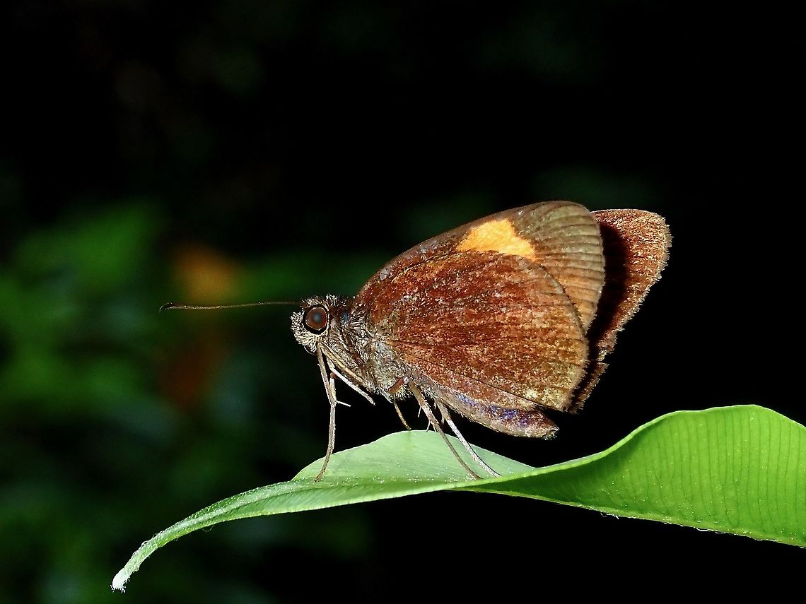 Bright Red Velvet Bob - Koruthaialos sindu  Borneo,Bright Red Velvet Bob,Brunei,Butterfly,Koruthaialos sindu