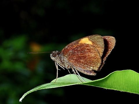 Bright Red Velvet Bob - Koruthaialos sindu  Borneo,Bright Red Velvet Bob,Brunei,Butterfly,Koruthaialos sindu