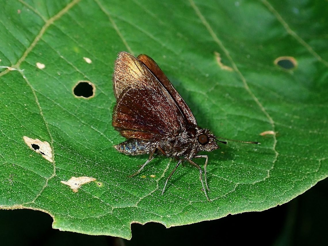Grass Skipper -  Arnetta verones  Arnetta verones,Borneo,Brunei,Butterfly,Grass Skipper