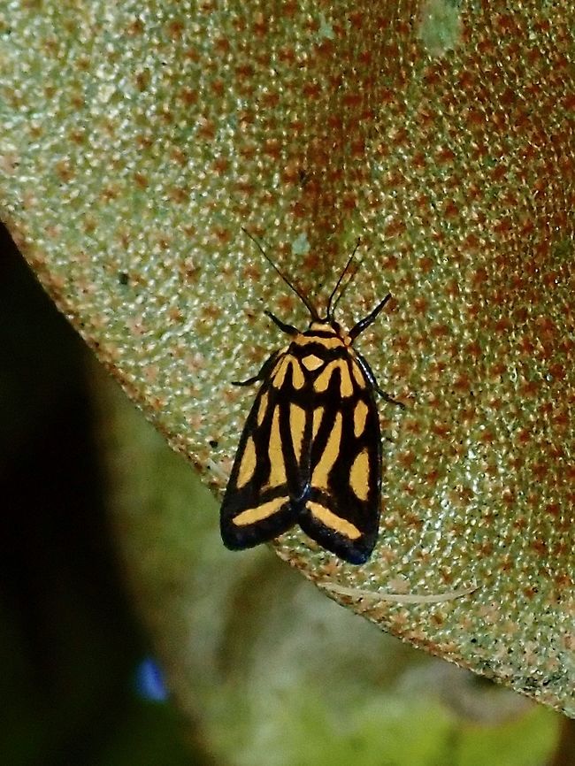 Lichen Moth -  Darantasia cuneiplena  Borneo,Brunei,Darantasia cuneiplena,Lichen Moth,Moth