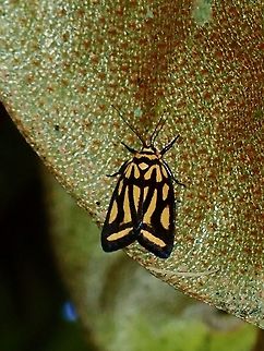 Lichen Moth -  Darantasia cuneiplena  Borneo,Brunei,Darantasia cuneiplena,Lichen Moth,Moth
