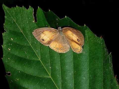 Tawny Bush Brown - Mycalesis anapita    Borneo,Brunei,Bush Brown,Butterfly,Mycalesis anapita,Tawny Bush Brown