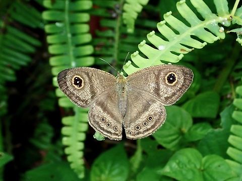 Malayan Six Ring Butterfly - Ypthima fasciata corone  Borneo,Brunei,Butterfly,Malayan Six Ring Butterfly,Ypthima fasciata,Ypthima fasciata corone