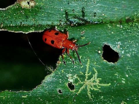 Shining Leaf Beetle - Lema quadripunctata  Beetle,Borneo,Brunei,Leaf Beetle,Lema quadripunctata,Shining Leaf Beetle