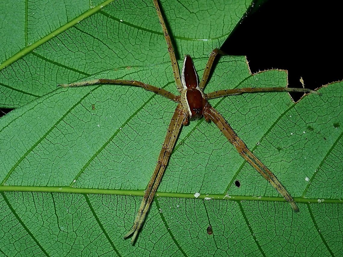 Common White-Flanked Water Spider - Nilus albocinctus  Borneo,Brunei,Common White-Flanked Water Spider,Fishing Spider,Nilus albocinctus,Spider