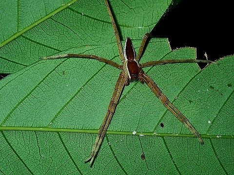 Common White-Flanked Water Spider - Nilus albocinctus  Borneo,Brunei,Common White-Flanked Water Spider,Fishing Spider,Nilus albocinctus,Spider