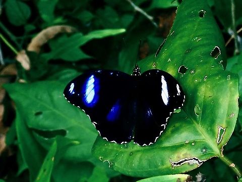 Great Eggfly - Hypolimnas bolina  Borneo,Brunei,Butterfly,Great eggfly,Hypolimnas bolina