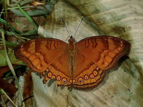 Brown Pansy - Junonia hedonia  Borneo,Brown Pansy,Brunei,Butterfly,Great eggfly,Junonia hedonia