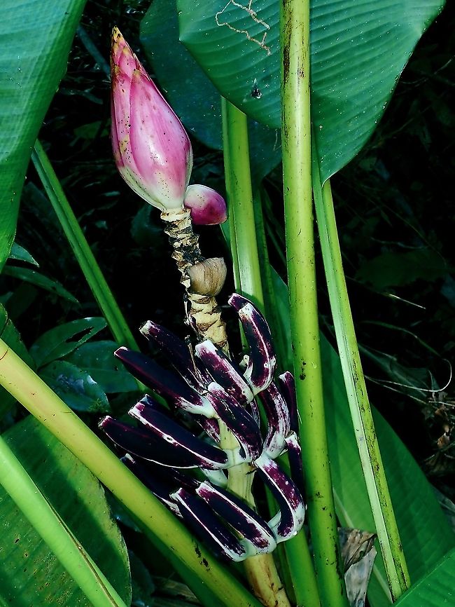 Wild Banana -Musa campestris Wild Banana are usually smaller in size not only in individual fruit but also the whole bunch of them.<br />
The fruits grows up instead of hanging (probably due to weight) compared to hybrid/commercialised bananas.<br />
<br />
This Wild Banana taste bland and they do have seeds. Banana,Borneo,Brunei,Musa campestris,Wild Banana
