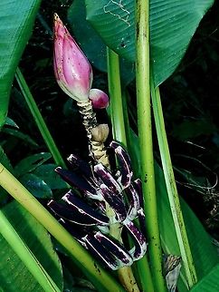 Wild Banana -Musa campestris Wild Banana are usually smaller in size not only in individual fruit but also the whole bunch of them.
The fruits grows up instead of hanging (probably due to weight) compared to hybrid/commercialised bananas.

This Wild Banana taste bland and they do have seeds. Banana,Borneo,Brunei,Musa campestris,Wild Banana