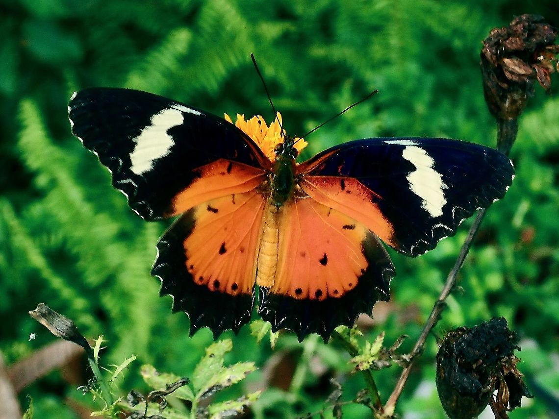 Malayan Lacewing Butterfly - Pycnarmon meritalis  Borneo,Brunei,Cethosia hypsea,Lacewing Butterfly,Malay Lacewing,Malayan Lacewing Butterfly