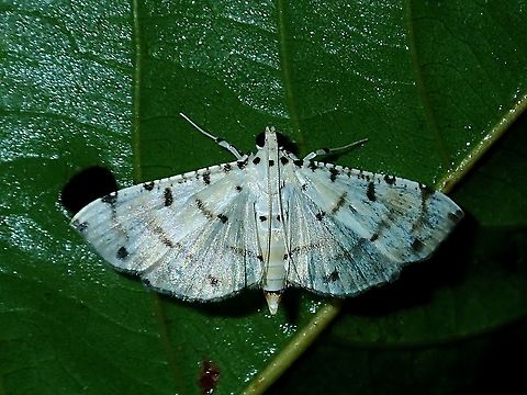 Crambid Moth -  Pycnarmon cribrata  Borneo,Brunei,Crambid Moth,Moth,Pycnarmon cribrata