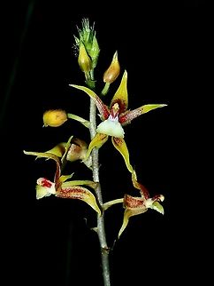 Orchid - Plocoglottis plicata  Borneo,Brunei,Orchid,Plocoglottis plicata