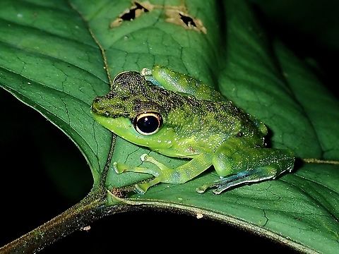 Black-Spotted Rock Skipper - Staurois guttatus  Black-spotted Rock Skipper,Borneo,Brunei,Frog,Rock Skipper,Staurois guttatus