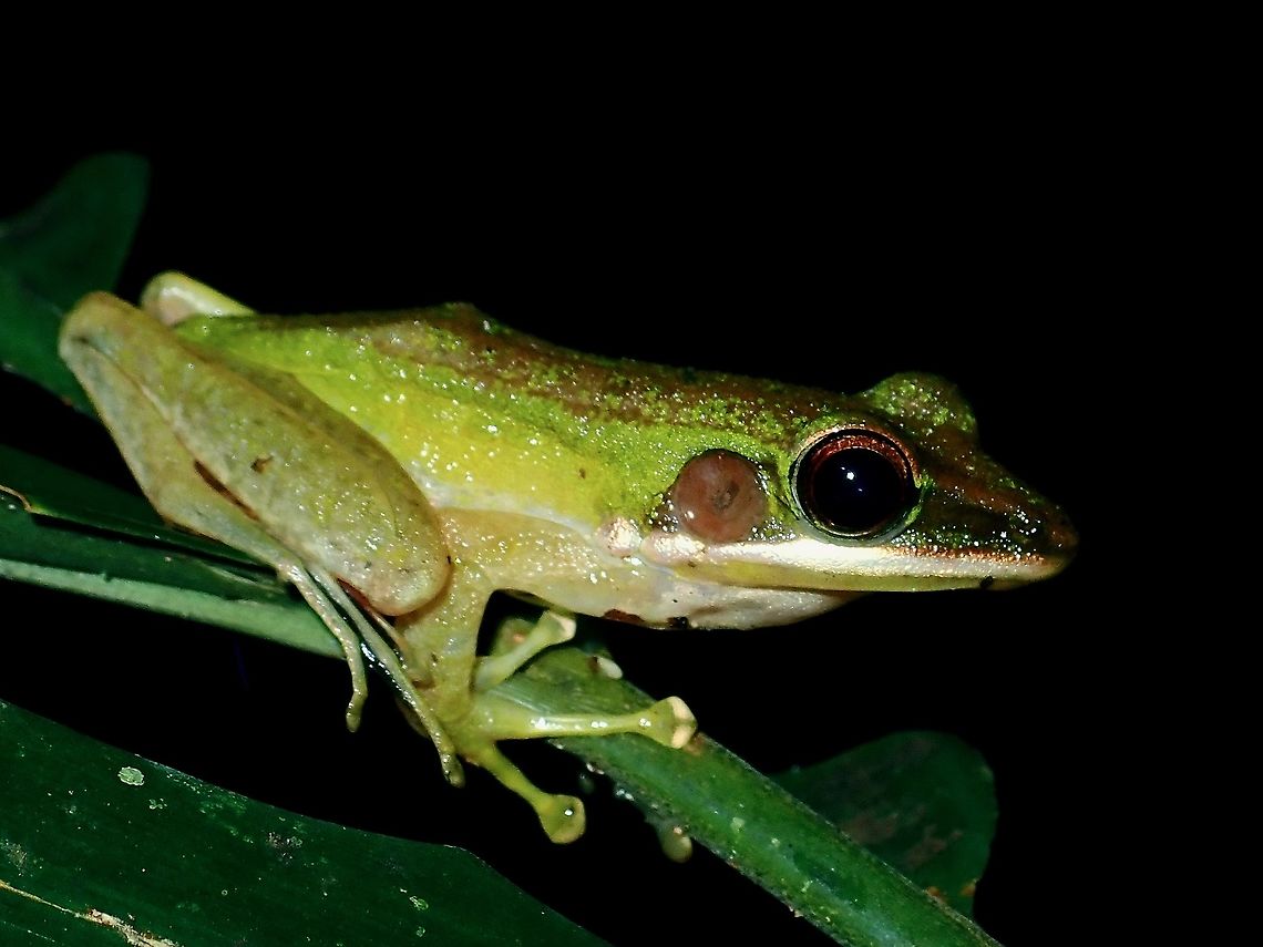 Green Paddy Frog - Hylarana erythraea  Borneo,Brunei,Common Green Frog,Frog,Hylarana erythraea,Paddy Frog