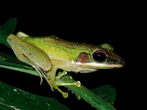Green Paddy Frog - Hylarana erythraea  Borneo,Brunei,Common Green Frog,Frog,Hylarana erythraea,Paddy Frog