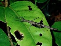 Stick Insect/Phasmid Stick Insect/Phasmid from the family of Aschiphasmatidae.<br />
This female was carrying an odd-shaped egg.<br />
<br />
https://www.jungledragon.com/image/96069/odd-shaped_egg.html Borneo,Brunei,Phasmatodea,Phasmid,Stick Insect