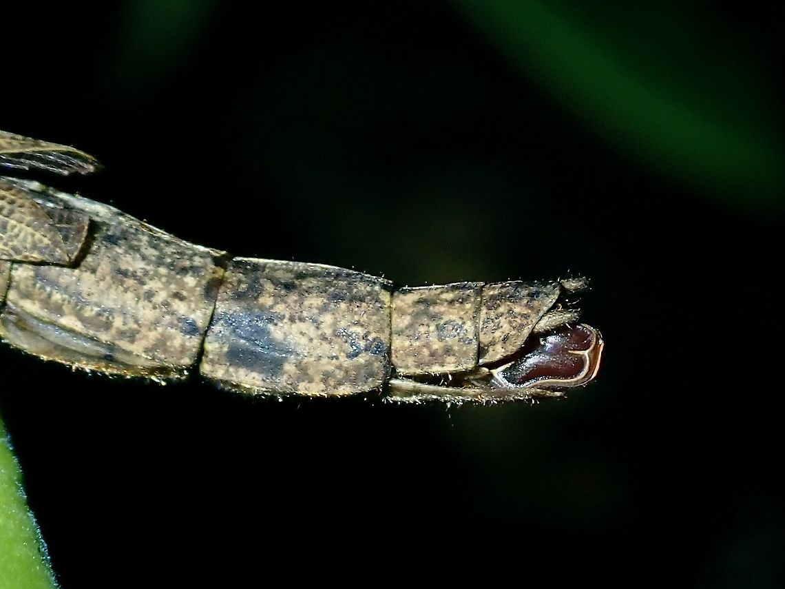 Odd-shaped Egg This female Phasmid/Stick Insect was carrying an odd-shaped egg.<br />
<br />
<figure class="photo"><a href="https://www.jungledragon.com/image/96068/stick_insectphasmid.html" title="Stick Insect/Phasmid"><img src="https://s3.amazonaws.com/media.jungledragon.com/images/2994/96068_thumb.jpeg?AWSAccessKeyId=05GMT0V3GWVNE7GGM1R2&Expires=1759968010&Signature=hlE3Hp3RfarCMSamw6SP64sENFM%3D" width="200" height="150" alt="Stick Insect/Phasmid Stick Insect/Phasmid from the family of Aschiphasmatidae.<br />
This female was carrying an odd-shaped egg.<br />
<br />
https://www.jungledragon.com/image/96069/odd-shaped_egg.html Borneo,Brunei,Phasmatodea,Phasmid,Stick Insect" /></a></figure> Aschiphasmatidae,Borneo,Brunei,Phasmatodea,Phasmid,Stick Insect