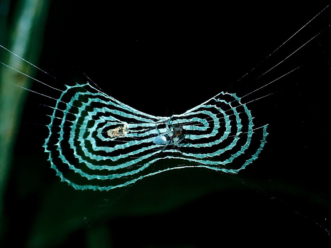Spider - Cyclosa insulana  Borneo,Brunei,Cyclosa confraga,Spider